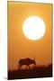 Gemsbok Silhouette at Sunset-null-Mounted Photographic Print