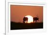 Gemsbok Silhouette at Sunset-null-Framed Photographic Print