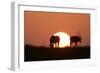 Gemsbok Silhouette at Sunset-null-Framed Photographic Print