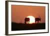 Gemsbok Silhouette at Sunset-null-Framed Photographic Print