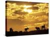 Gemsbok Silhouetted on Sand Dune, Kgalagadi Transfrontier Park, South Africa-Paul Souders-Stretched Canvas