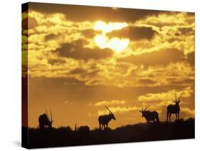 Gemsbok Silhouetted on Sand Dune, Kgalagadi Transfrontier Park, South Africa-Paul Souders-Stretched Canvas