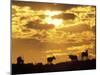 Gemsbok Silhouetted on Sand Dune, Kgalagadi Transfrontier Park, South Africa-Paul Souders-Mounted Photographic Print