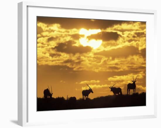 Gemsbok Silhouetted on Sand Dune, Kgalagadi Transfrontier Park, South Africa-Paul Souders-Framed Photographic Print