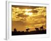 Gemsbok Silhouetted on Sand Dune, Kgalagadi Transfrontier Park, South Africa-Paul Souders-Framed Photographic Print