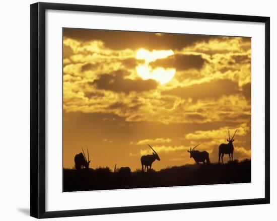 Gemsbok Silhouetted on Sand Dune, Kgalagadi Transfrontier Park, South Africa-Paul Souders-Framed Photographic Print