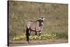 Gemsbok (South African Oryx) (Oryx gazella) buck, Kgalagadi Transfrontier Park, South Africa, Afric-James Hager-Stretched Canvas