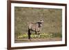 Gemsbok (South African Oryx) (Oryx gazella) buck, Kgalagadi Transfrontier Park, South Africa, Afric-James Hager-Framed Photographic Print