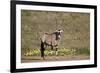 Gemsbok (South African Oryx) (Oryx gazella) buck, Kgalagadi Transfrontier Park, South Africa, Afric-James Hager-Framed Photographic Print