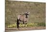 Gemsbok (South African Oryx) (Oryx gazella) buck, Kgalagadi Transfrontier Park, South Africa, Afric-James Hager-Mounted Photographic Print