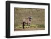 Gemsbok (South African Oryx) (Oryx gazella) buck, Kgalagadi Transfrontier Park, South Africa, Afric-James Hager-Framed Photographic Print