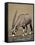 Gemsbok (South African Oryx) (Oryx Gazella) Drinking-James Hager-Framed Stretched Canvas