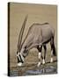 Gemsbok (South African Oryx) (Oryx Gazella) Drinking-James Hager-Stretched Canvas