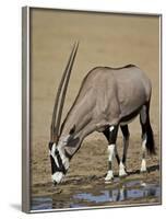 Gemsbok (South African Oryx) (Oryx Gazella) Drinking-James Hager-Framed Photographic Print