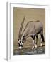 Gemsbok (South African Oryx) (Oryx Gazella) Drinking-James Hager-Framed Photographic Print