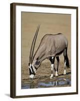 Gemsbok (South African Oryx) (Oryx Gazella) Drinking-James Hager-Framed Photographic Print
