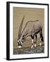 Gemsbok (South African Oryx) (Oryx Gazella) Drinking-James Hager-Framed Photographic Print