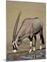 Gemsbok (South African Oryx) (Oryx Gazella) Drinking-James Hager-Mounted Photographic Print