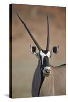 Gemsbok (South African Oryx) (Oryx Gazella)-James Hager-Stretched Canvas