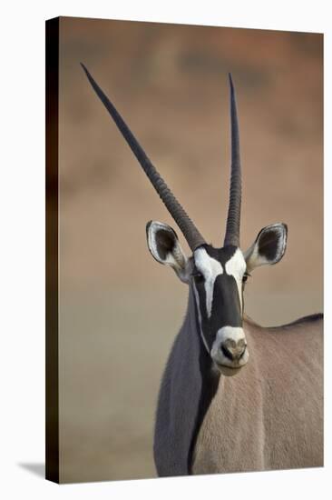 Gemsbok (South African Oryx) (Oryx Gazella)-James Hager-Stretched Canvas