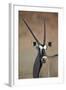 Gemsbok (South African Oryx) (Oryx Gazella)-James Hager-Framed Photographic Print