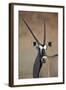 Gemsbok (South African Oryx) (Oryx Gazella)-James Hager-Framed Photographic Print