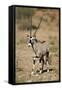 Gemsbok (South African Oryx) (Oryx Gazella)-James Hager-Framed Stretched Canvas