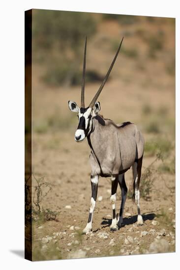 Gemsbok (South African Oryx) (Oryx Gazella)-James Hager-Stretched Canvas