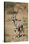 Gemsbok (South African Oryx) (Oryx Gazella)-James Hager-Stretched Canvas