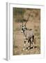 Gemsbok (South African Oryx) (Oryx Gazella)-James Hager-Framed Photographic Print
