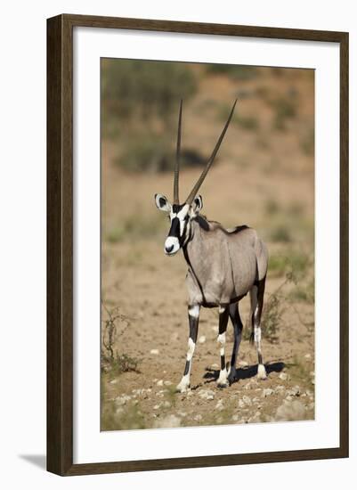 Gemsbok (South African Oryx) (Oryx Gazella)-James Hager-Framed Photographic Print