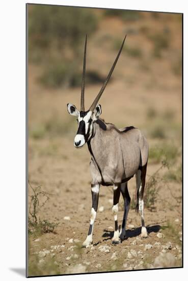 Gemsbok (South African Oryx) (Oryx Gazella)-James Hager-Mounted Photographic Print