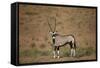 Gemsbok (South African Oryx) (Oryx Gazella)-James Hager-Framed Stretched Canvas