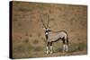 Gemsbok (South African Oryx) (Oryx Gazella)-James Hager-Stretched Canvas