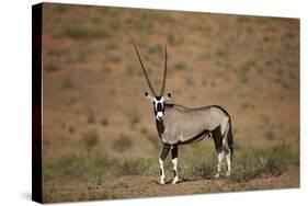 Gemsbok (South African Oryx) (Oryx Gazella)-James Hager-Stretched Canvas