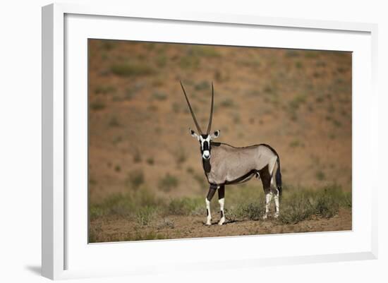 Gemsbok (South African Oryx) (Oryx Gazella)-James Hager-Framed Photographic Print