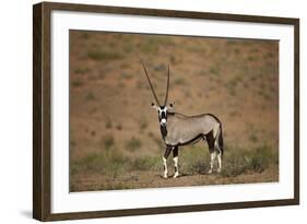 Gemsbok (South African Oryx) (Oryx Gazella)-James Hager-Framed Photographic Print