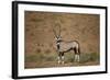 Gemsbok (South African Oryx) (Oryx Gazella)-James Hager-Framed Photographic Print