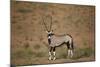 Gemsbok (South African Oryx) (Oryx Gazella)-James Hager-Mounted Photographic Print
