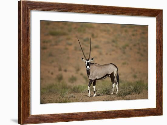 Gemsbok (South African Oryx) (Oryx Gazella)-James Hager-Framed Photographic Print