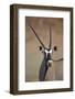 Gemsbok (South African Oryx) (Oryx Gazella)-James Hager-Framed Photographic Print