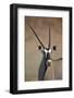 Gemsbok (South African Oryx) (Oryx Gazella)-James Hager-Framed Photographic Print