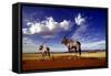 Gemsbok-null-Framed Stretched Canvas