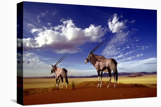 Gemsbok-null-Stretched Canvas