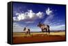 Gemsbok-null-Framed Stretched Canvas