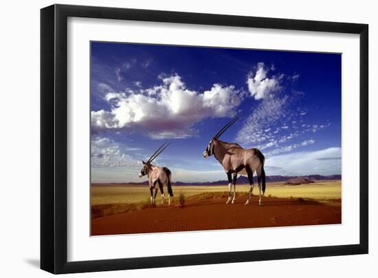 Gemsbok-null-Framed Photographic Print