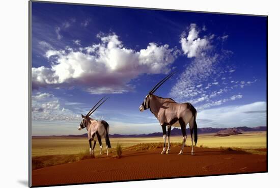 Gemsbok-null-Mounted Photographic Print