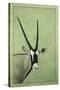 Gemsbok-James W. Johnson-Stretched Canvas