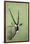 Gemsbok-James W. Johnson-Framed Giclee Print