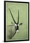 Gemsbok-James W. Johnson-Framed Giclee Print